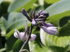 Graublaue Funkie 'Halcyon' -Günstiges Garten Zart Geschäft graublaue funkie halcyon m059087 w 1