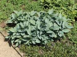 Graublaue Funkie 'Halcyon' -Günstiges Garten Zart Geschäft graublaue funkie halcyon m059087 w 10