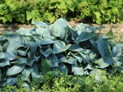 Graublaue Funkie 'Halcyon' -Günstiges Garten Zart Geschäft graublaue funkie halcyon m059087 w 2