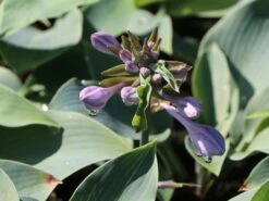 Graublaue Funkie 'Halcyon' -Günstiges Garten Zart Geschäft graublaue funkie halcyon m059087 w 4