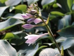 Graublaue Funkie 'Halcyon' -Günstiges Garten Zart Geschäft graublaue funkie halcyon m059087 w 5