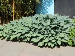 Graublaue Funkie 'Halcyon' -Günstiges Garten Zart Geschäft graublaue funkie halcyon m059087 w 6