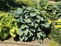 Graublaue Funkie 'Halcyon' -Günstiges Garten Zart Geschäft graublaue funkie halcyon m059087 w 7