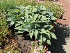 Graublaue Funkie 'Halcyon' -Günstiges Garten Zart Geschäft graublaue funkie halcyon m059087 w 8