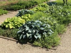 Graublaue Funkie 'Halcyon' -Günstiges Garten Zart Geschäft graublaue funkie halcyon m059087 w 9