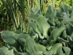 Graublaue Funkie 'Krossa Regal' -Günstiges Garten Zart Geschäft graublaue funkie krossa regal m059025 w 0