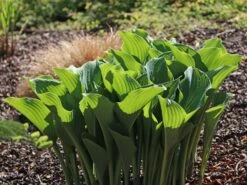 Graublaue Funkie 'Krossa Regal' -Günstiges Garten Zart Geschäft graublaue funkie krossa regal m059025 w 1