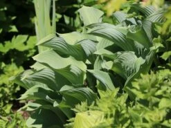 Graublaue Funkie 'Krossa Regal' -Günstiges Garten Zart Geschäft graublaue funkie krossa regal m059025 w 2