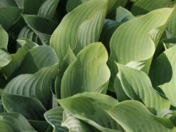 Graublaue Funkie 'Krossa Regal' -Günstiges Garten Zart Geschäft graublaue funkie krossa regal m059025 w 3