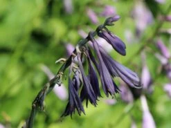 Graublaue Funkie 'Krossa Regal' -Günstiges Garten Zart Geschäft graublaue funkie krossa regal m059025 w 5