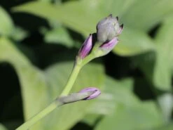 Graublaue Funkie 'Krossa Regal' -Günstiges Garten Zart Geschäft graublaue funkie krossa regal m059025 w 6