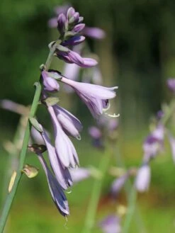 Graublaue Funkie 'Krossa Regal' -Günstiges Garten Zart Geschäft graublaue funkie krossa regal m059025 w 7