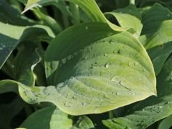 Graublaue Funkie 'Krossa Regal' -Günstiges Garten Zart Geschäft graublaue funkie krossa regal m059025 w 9