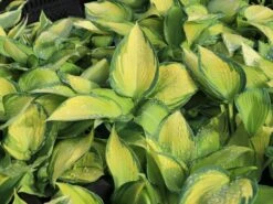 Graublaue-Herzblattlilie 'June' ® -Günstiges Garten Zart Geschäft graublaue herzblattlilie june m045386 w 0