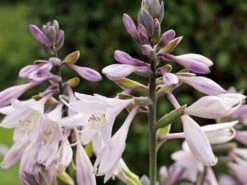 Graublaue-Herzblattlilie 'June' ® -Günstiges Garten Zart Geschäft graublaue herzblattlilie june m045386 w 1