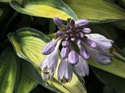 Graublaue-Herzblattlilie 'June' ® -Günstiges Garten Zart Geschäft graublaue herzblattlilie june m045386 w 2