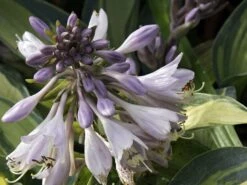 Graublaue-Herzblattlilie 'June' ® -Günstiges Garten Zart Geschäft graublaue herzblattlilie june m045386 w 3