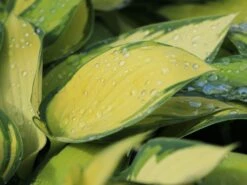 Graublaue-Herzblattlilie 'June' ® -Günstiges Garten Zart Geschäft graublaue herzblattlilie june m045386 w 4