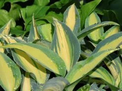 Graublaue-Herzblattlilie 'June' ® -Günstiges Garten Zart Geschäft graublaue herzblattlilie june m045386 w 6