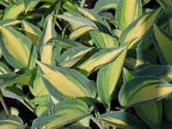 Graublaue-Herzblattlilie 'June' ® -Günstiges Garten Zart Geschäft graublaue herzblattlilie june m045386 w 7