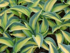 Graublaue-Herzblattlilie 'June' ® -Günstiges Garten Zart Geschäft graublaue herzblattlilie june m045386 w 8