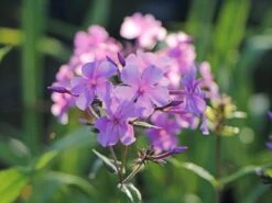 Großblättrige Flammenblume 'Kleiner Augenstern'