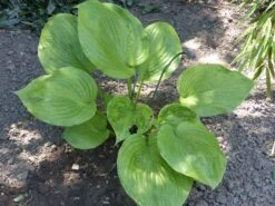 Großblättrige Funkie 'Sum And Substance' -Günstiges Garten Zart Geschäft grossblaettrige funkie sum and substance m059064 765787 0