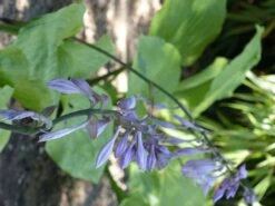 Großblättrige Funkie 'Sum And Substance' -Günstiges Garten Zart Geschäft grossblaettrige funkie sum and substance m059064 765787 1