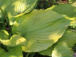 Großblättrige Funkie 'Sum And Substance' -Günstiges Garten Zart Geschäft grossblaettrige funkie sum and substance m059064 w 0