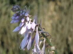 Großblättrige Funkie 'Sum And Substance' -Günstiges Garten Zart Geschäft grossblaettrige funkie sum and substance m059064 w 1