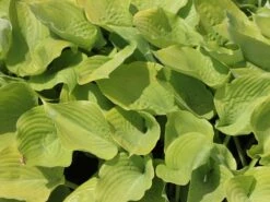 Großblättrige Funkie 'Sum And Substance' -Günstiges Garten Zart Geschäft grossblaettrige funkie sum and substance m059064 w 2