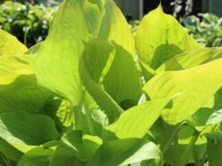 Großblättrige Funkie 'Sum And Substance' -Günstiges Garten Zart Geschäft grossblaettrige funkie sum and substance m059064 w 3