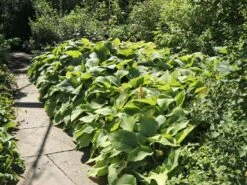 Großblättrige Funkie 'Sum And Substance' -Günstiges Garten Zart Geschäft grossblaettrige funkie sum and substance m059064 w 4