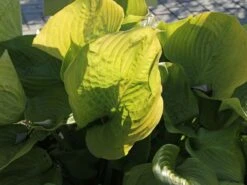 Großblättrige Funkie 'Sum And Substance' -Günstiges Garten Zart Geschäft grossblaettrige funkie sum and substance m059064 w 5