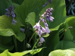 Großblättrige Funkie 'Sum And Substance' -Günstiges Garten Zart Geschäft grossblaettrige funkie sum and substance m059064 w 7