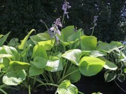 Großblättrige Funkie 'Sum And Substance' -Günstiges Garten Zart Geschäft grossblaettrige funkie sum and substance m059064 w 8