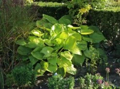 Großblättrige Funkie 'Sum And Substance' -Günstiges Garten Zart Geschäft grossblaettrige funkie sum and substance m059064 w 9