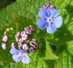 Großblättriges Kaukasus-Vergissmeinnicht 'Silver Wings' -Günstiges Garten Zart Geschäft grossblaettriges kaukasus vergissmeinnicht silver wings m077205 980208 0