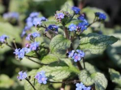 Großblättriges Kaukasus-Vergissmeinnicht 'Silver Wings'