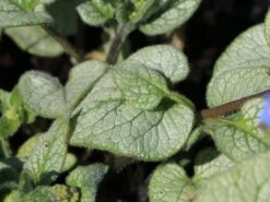 Großblättriges Kaukasus-Vergissmeinnicht 'Silver Wings' -Günstiges Garten Zart Geschäft grossblaettriges kaukasus vergissmeinnicht silver wings m077205 w 0