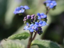 Großblättriges Kaukasus-Vergissmeinnicht 'Silver Wings' -Günstiges Garten Zart Geschäft grossblaettriges kaukasus vergissmeinnicht silver wings m077205 w 1