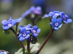 Großblättriges Kaukasus-Vergissmeinnicht 'Silver Wings' -Günstiges Garten Zart Geschäft grossblaettriges kaukasus vergissmeinnicht silver wings m077205 w 2