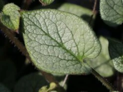 Großblättriges Kaukasus-Vergissmeinnicht 'Silver Wings' -Günstiges Garten Zart Geschäft grossblaettriges kaukasus vergissmeinnicht silver wings m077205 w 3