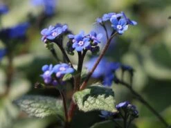 Großblättriges Kaukasus-Vergissmeinnicht 'Silver Wings' -Günstiges Garten Zart Geschäft grossblaettriges kaukasus vergissmeinnicht silver wings m077205 w 4