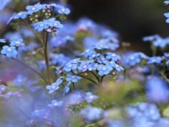 Großblättriges Kaukasus-Vergissmeinnicht 'Silver Wings' -Günstiges Garten Zart Geschäft grossblaettriges kaukasus vergissmeinnicht silver wings m077205 w 6