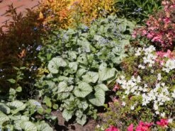 Großblättriges Kaukasus-Vergissmeinnicht 'Silver Wings' -Günstiges Garten Zart Geschäft grossblaettriges kaukasus vergissmeinnicht silver wings m077205 w 7