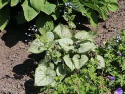 Großblättriges Kaukasus-Vergissmeinnicht 'Silver Wings' -Günstiges Garten Zart Geschäft grossblaettriges kaukasus vergissmeinnicht silver wings m077205 w 8