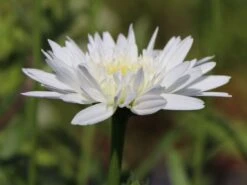 Großblumige Margerite 'Eisstern' -Günstiges Garten Zart Geschäft grossblumige margerite eisstern m075878 w 0