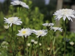 Großblumige Margerite 'Eisstern' -Günstiges Garten Zart Geschäft grossblumige margerite eisstern m075878 w 2