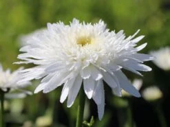 Großblumige Margerite 'Eisstern' -Günstiges Garten Zart Geschäft grossblumige margerite eisstern m075878 w 3